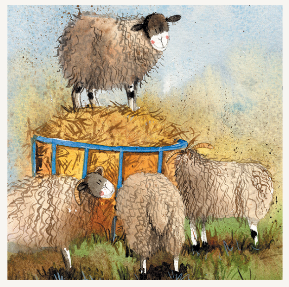 Alex Clark Kort / Sheep & Hay