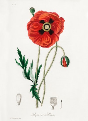 KORN VALLMO 1836