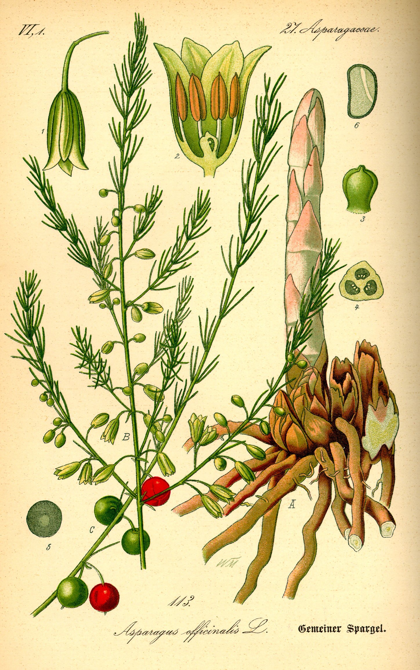 SPARRIS Asparagus officinalis