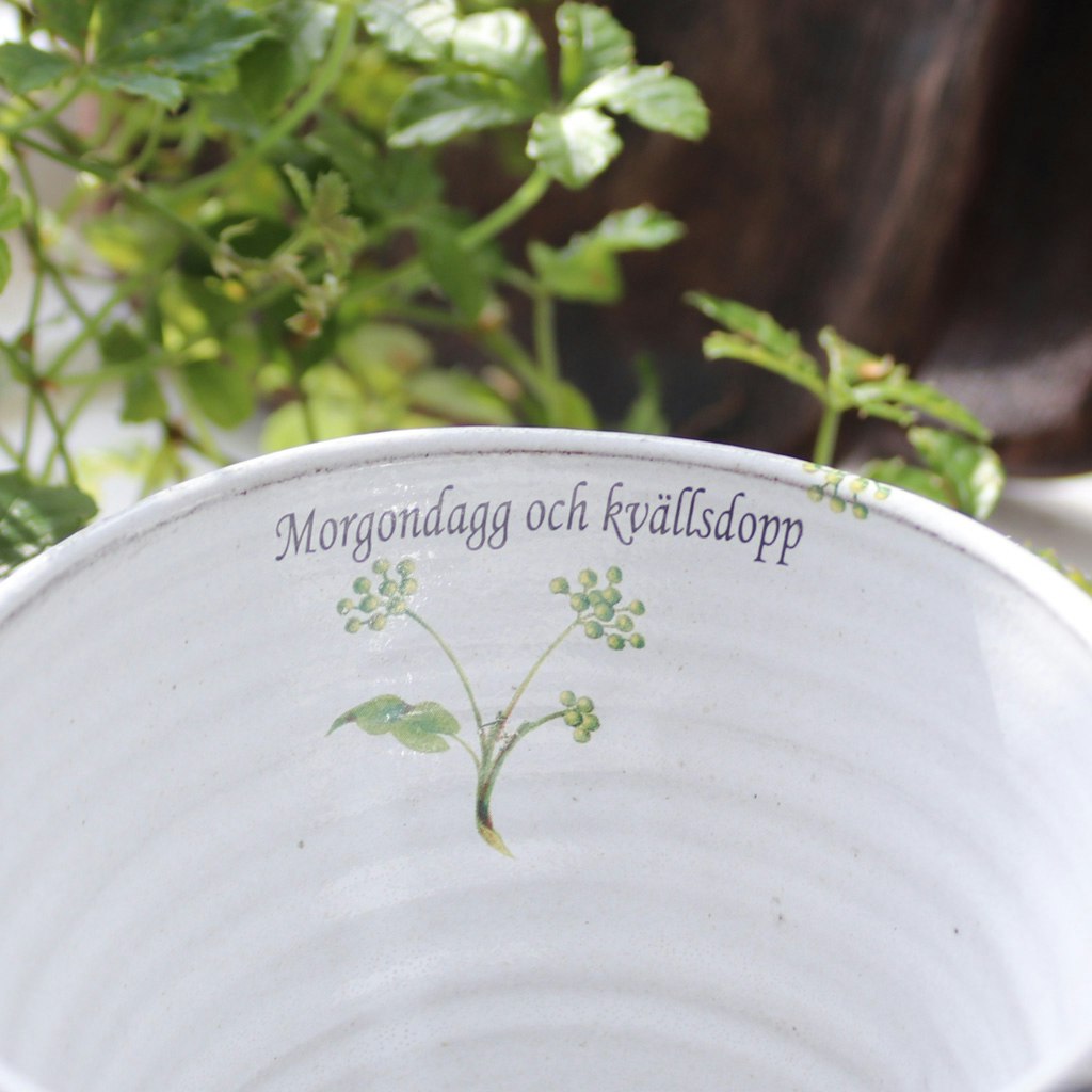 Tuvstarr Morgondagg och kvällsdopp