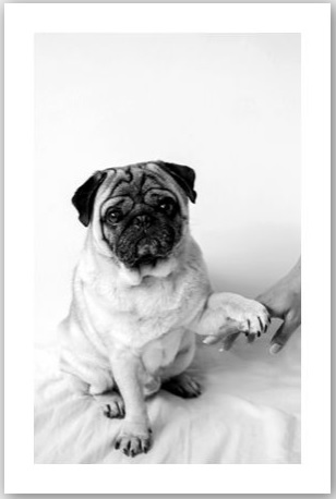 [Pug Perfect] Best Friend Poster