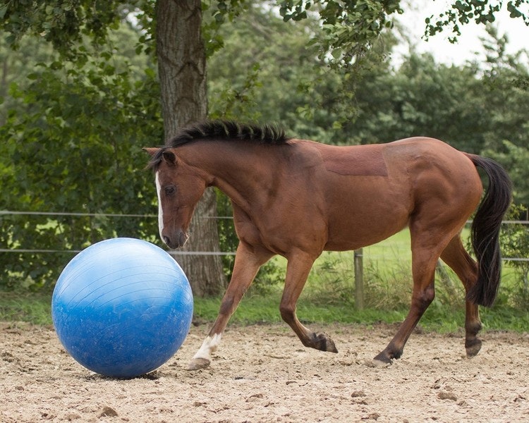 Häst fotboll - Loveyourhorse Sweden