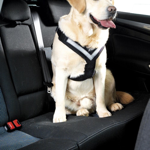 AllSafe Säkerhetbälte för hund