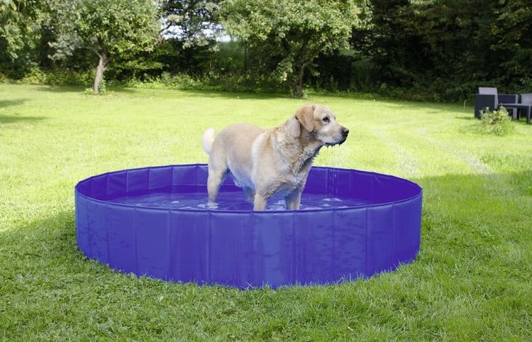 Hundpool