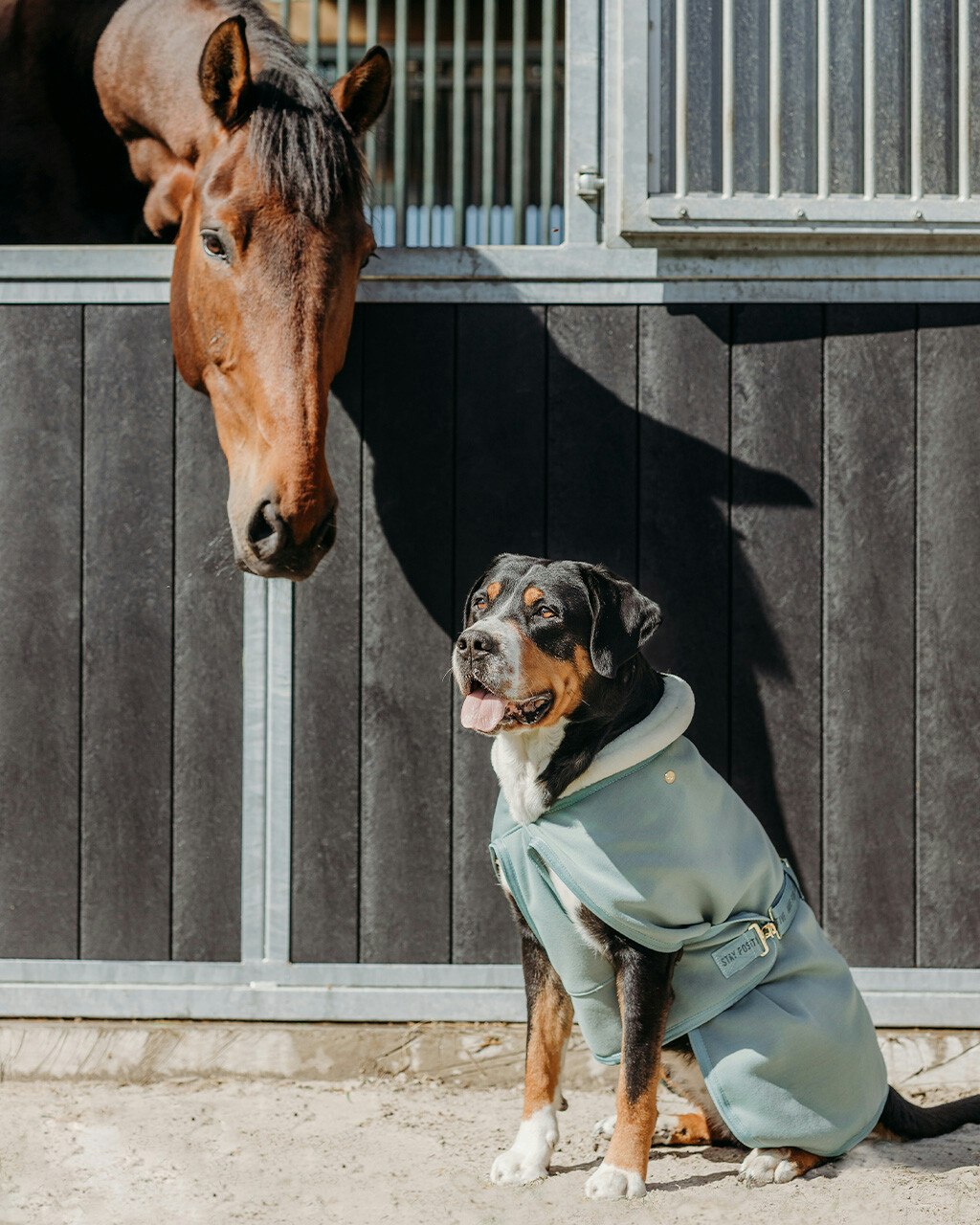 Hundtäcke Equestrian Dream Brands of Q - Loveyourhorse