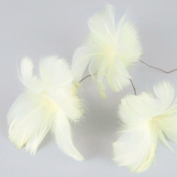 Fjäderblomma ljusgul