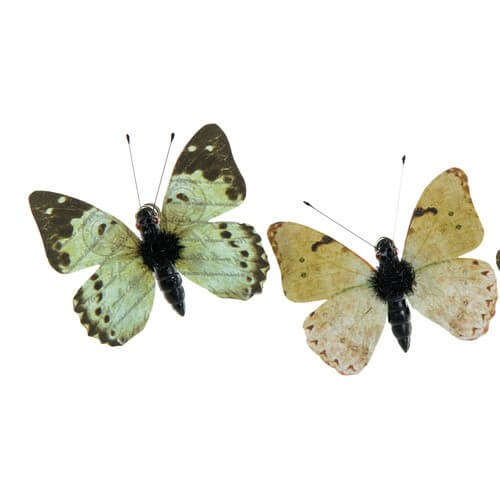Fjärilar ljusgröna