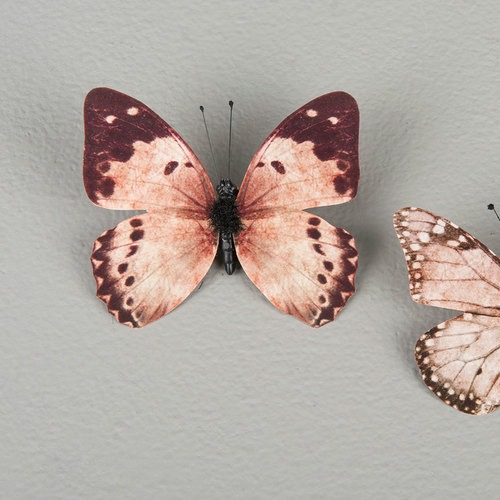 Fjärilar brun