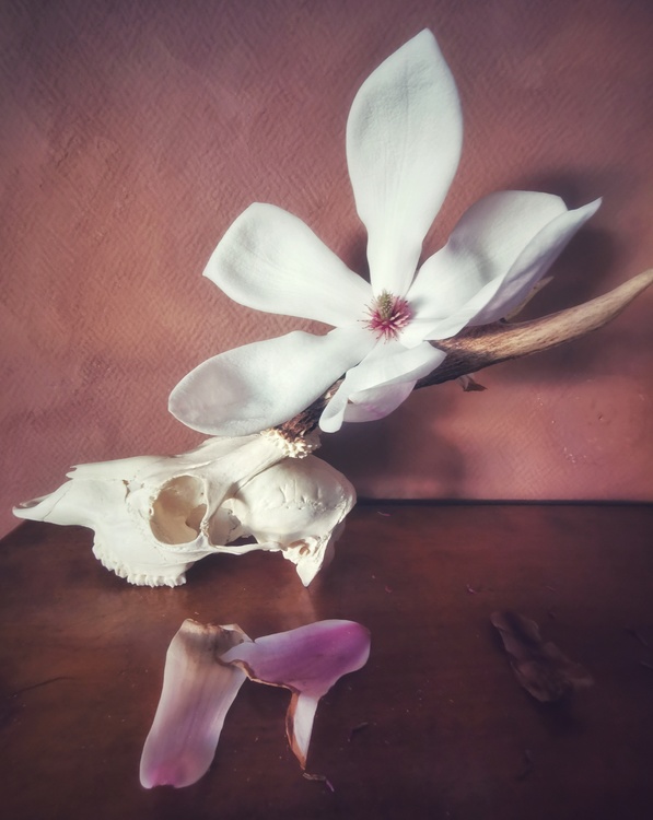 Print Skull and magnolia
