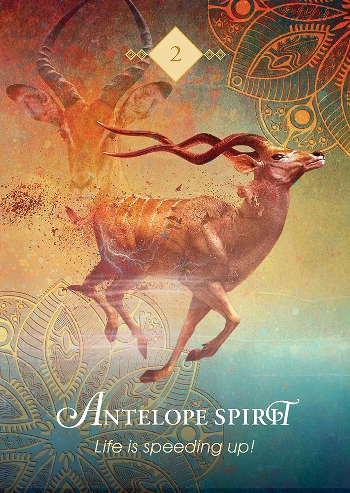 The spirit animal oracle cards - pocket edition