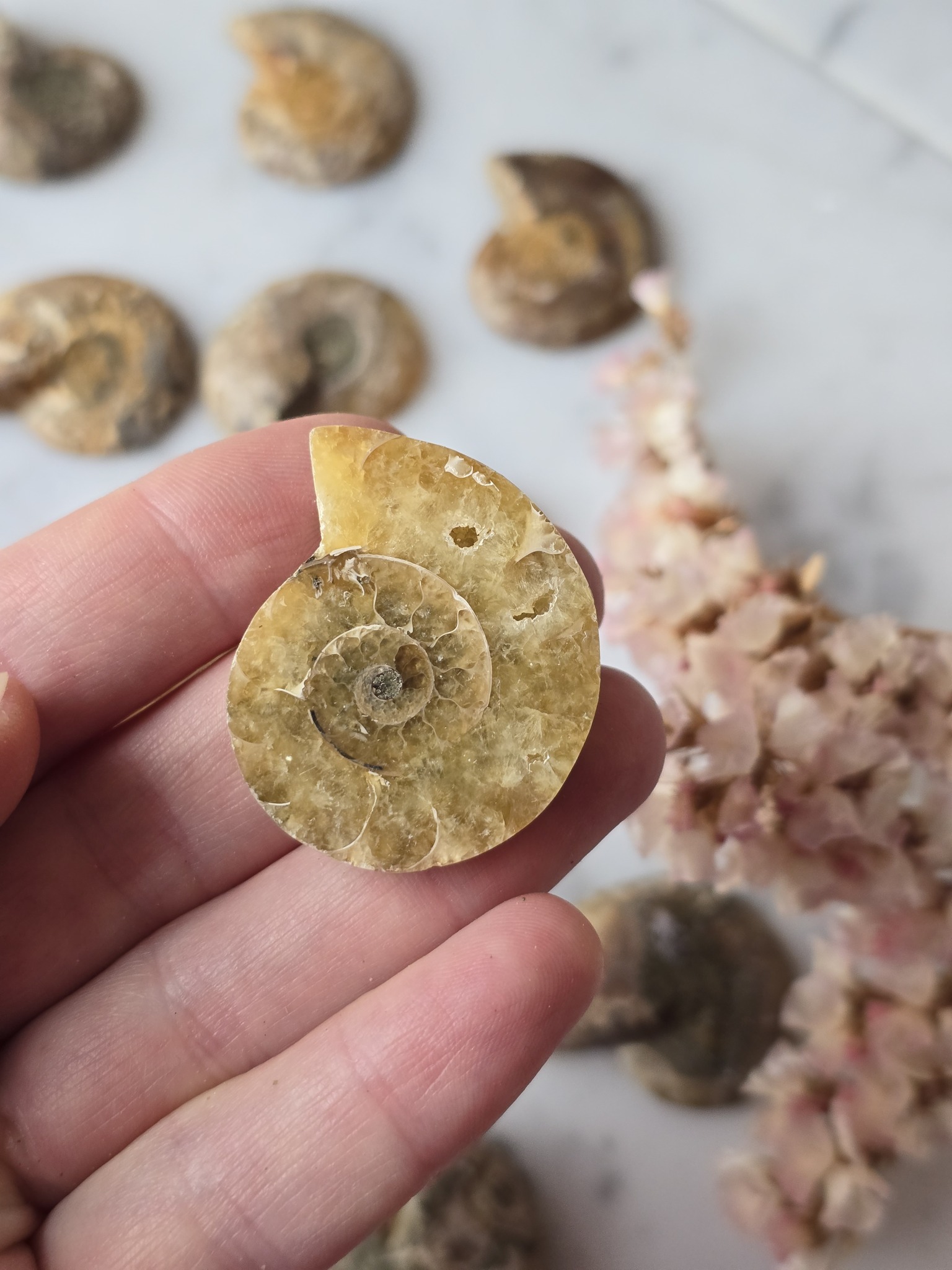 Ammonit ca 3.5cm