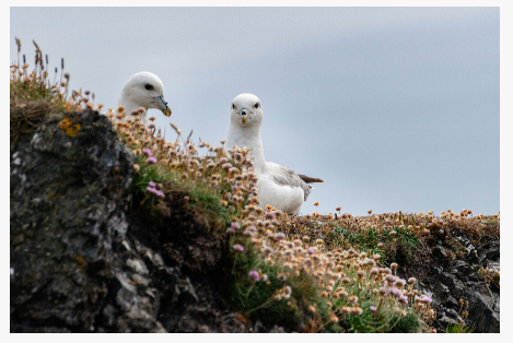 Fair Isle Weekend