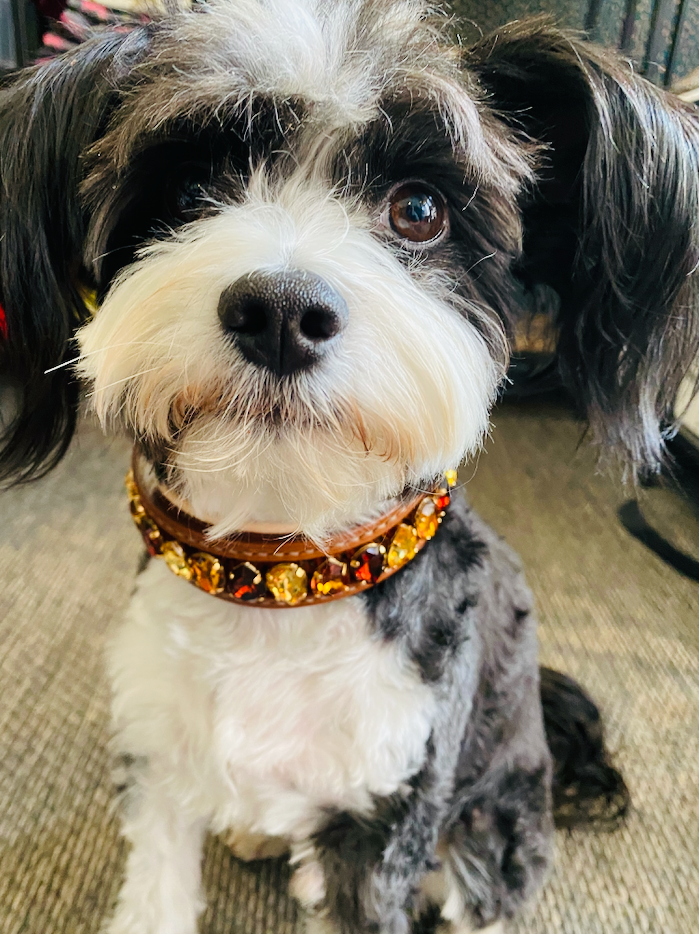 Liz Dog Collar Multicolored #2