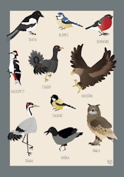 Fåglar Poster