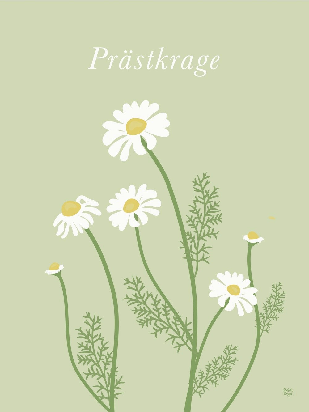 Prästkrage blommor poster