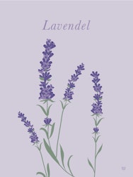 Lavendel Poster