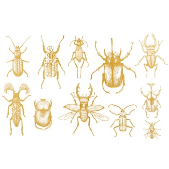 Dekal Gold Bugs
