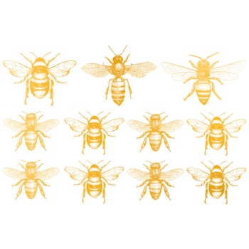 Dekal Gold Bee