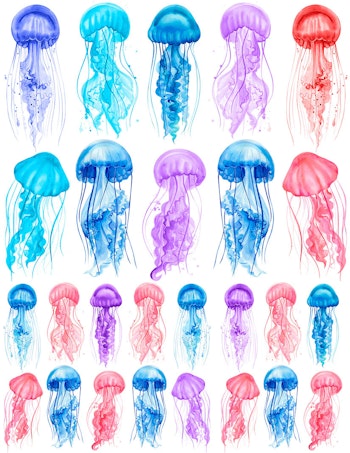 Dekal Jellyfish