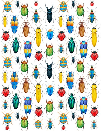 Dekal Rainbow bugs