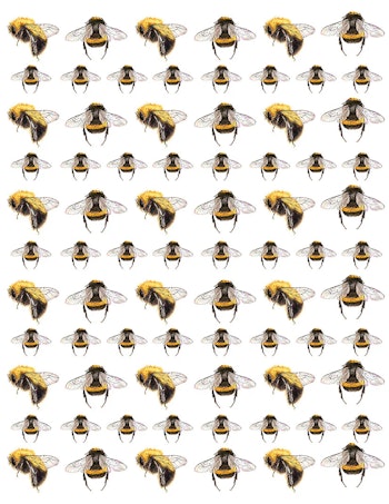 Dekal Bee