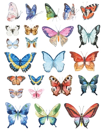 Dekal Butterfly