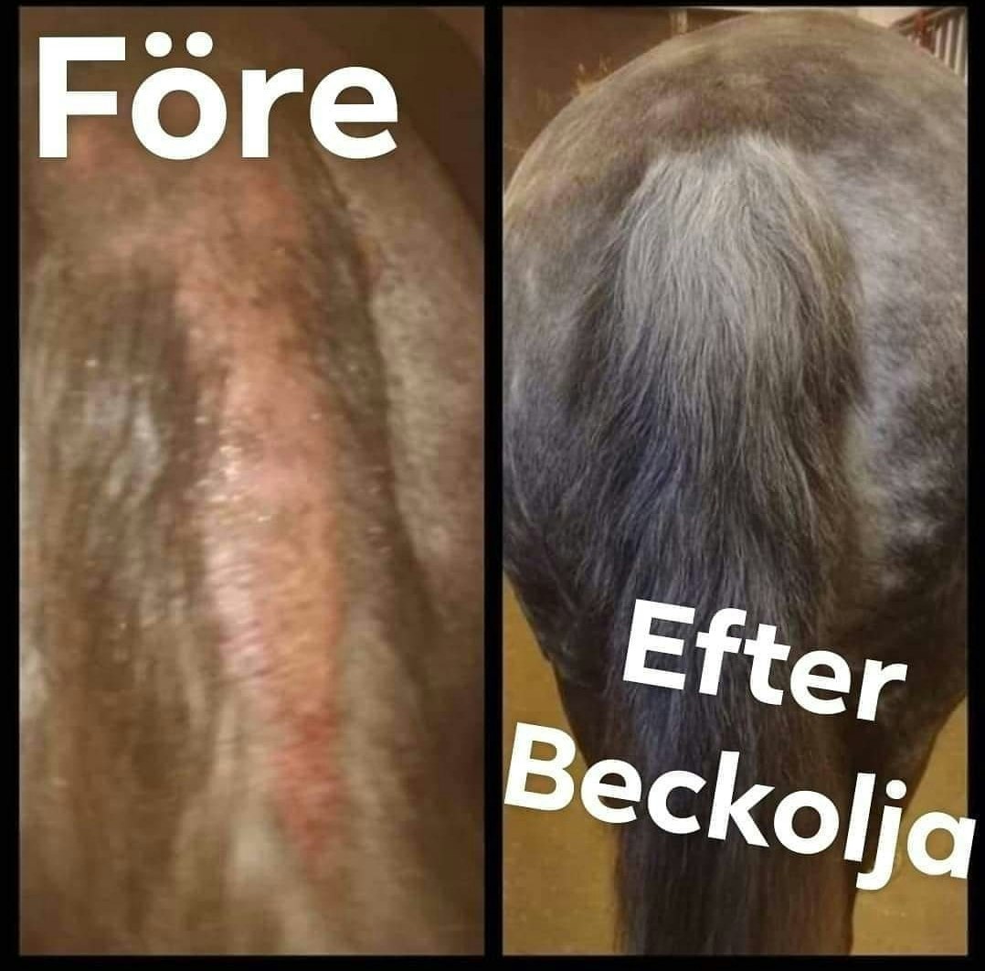 Beckolja-Pferde für 8 Liter Spray versandkostenfrei
