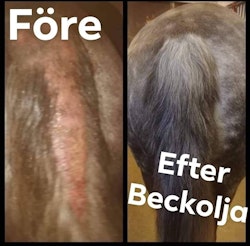 Beckolja-Hästar blanda ut till 8 liter spray fri frakt