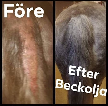 Beckolja-Pferde für 8 Liter Spray versandkostenfrei