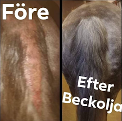 Beckolja-Hästar blanda ut till 4 liter spray fri frakt