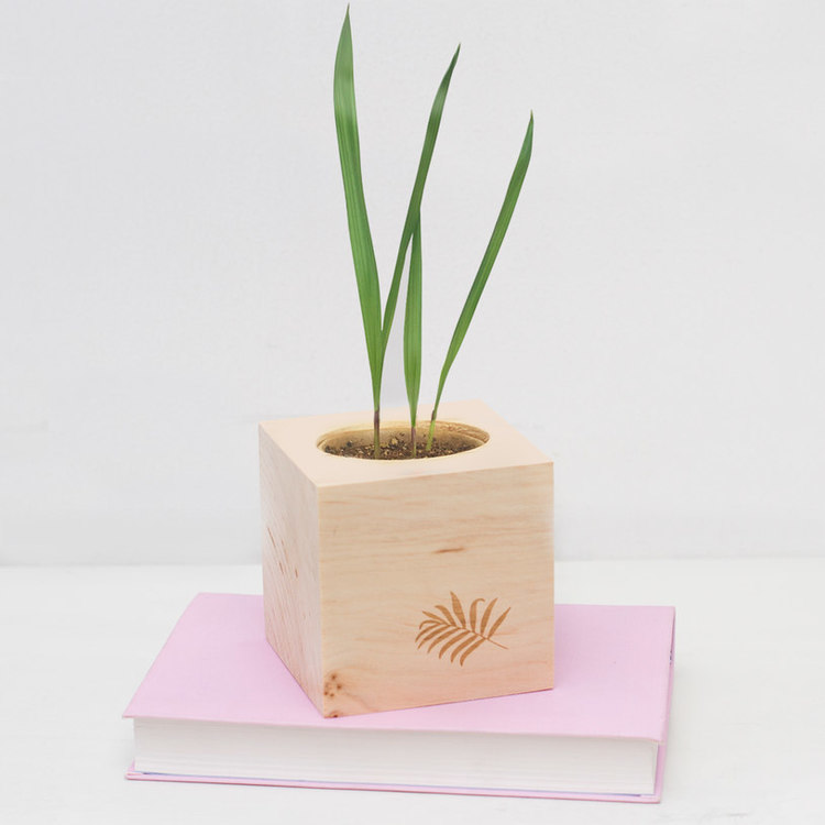 Grow Your Own Palmtree - Odla kit