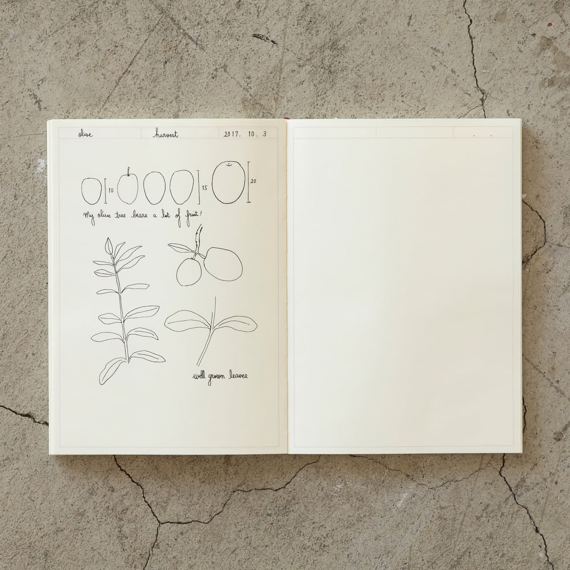 Midori MD Notebook Journal [A5] Frame