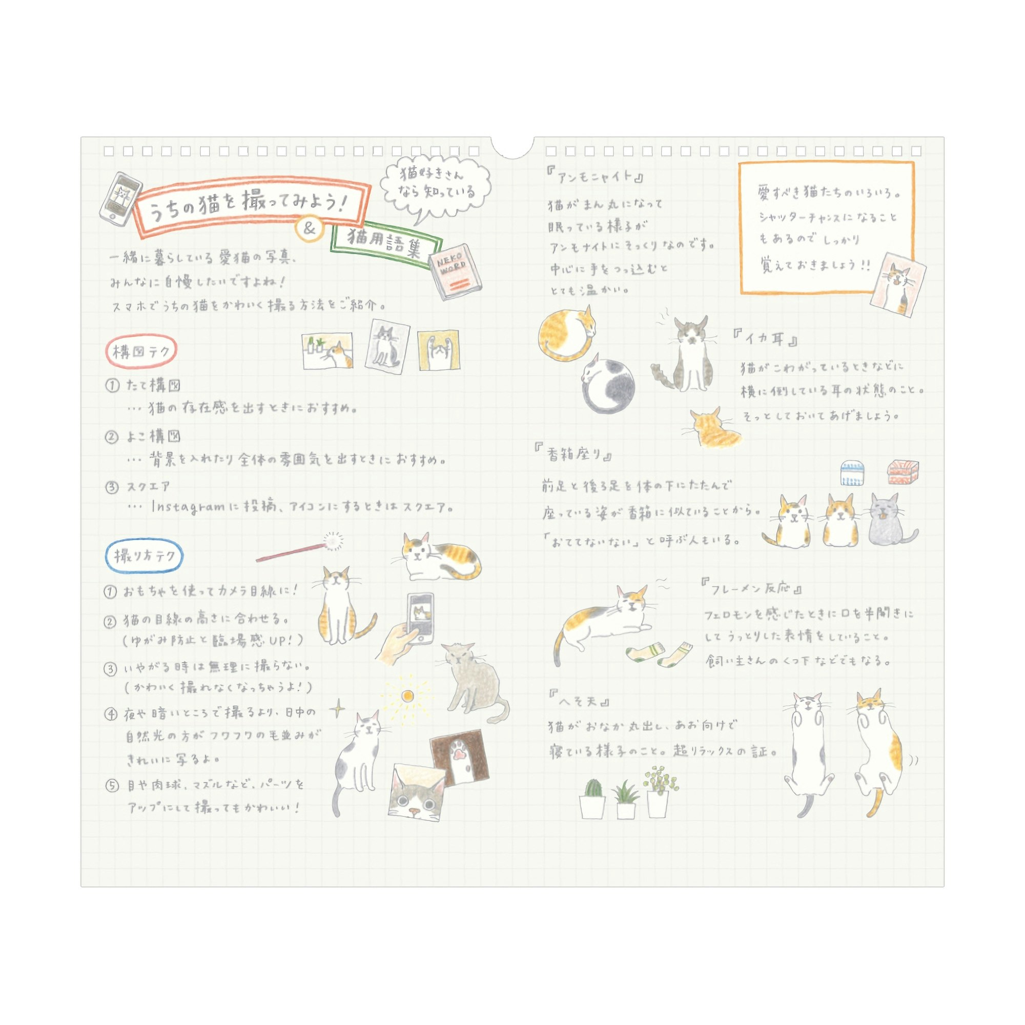 Midori Wall Calendar Cat 2025 L Komadori