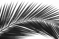 Palm leaf