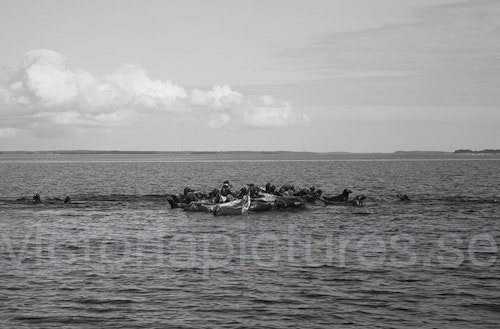 Seals