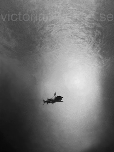 Shark