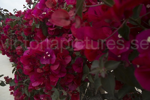 Bougainvillea2