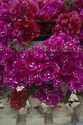 Bougainvillea3