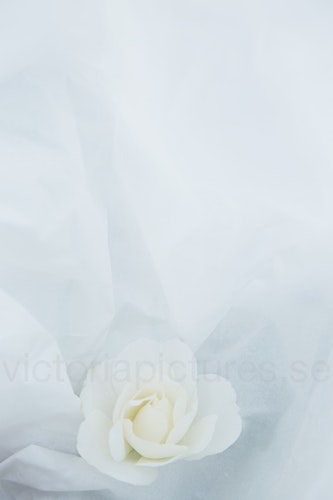 White rose