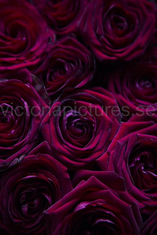 Roses