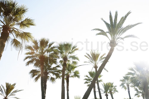 Palm trees