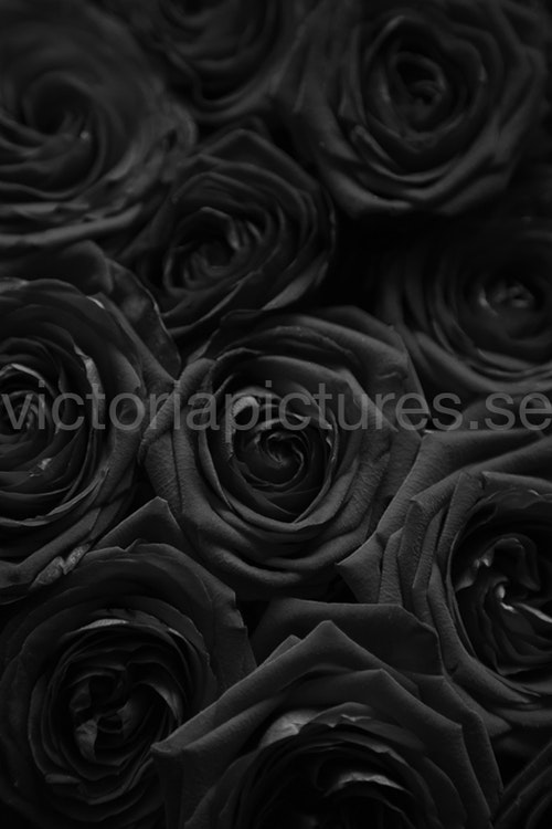 Roses b&w