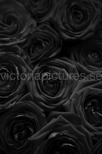 Roses b&w