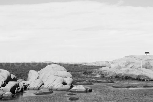 Coast  Lysekil b/w