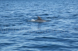 Delfin