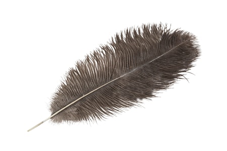 Strutsfjäder Natur