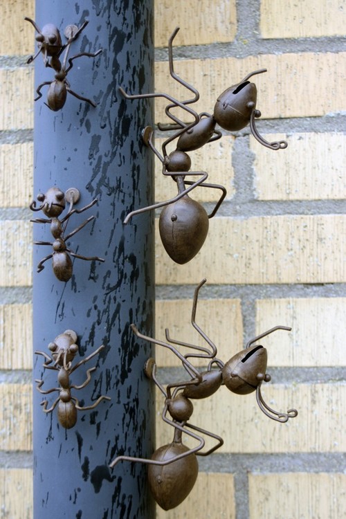 Butik täppan myror klättrar upp för stuprör