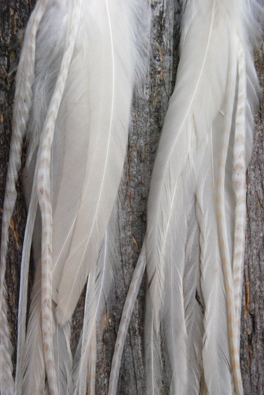 Spirit Feather Earrings