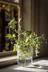 Glasvas bubbligt glas