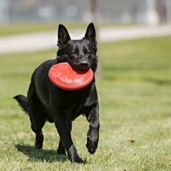 Kong Flyer Gummifrisbee